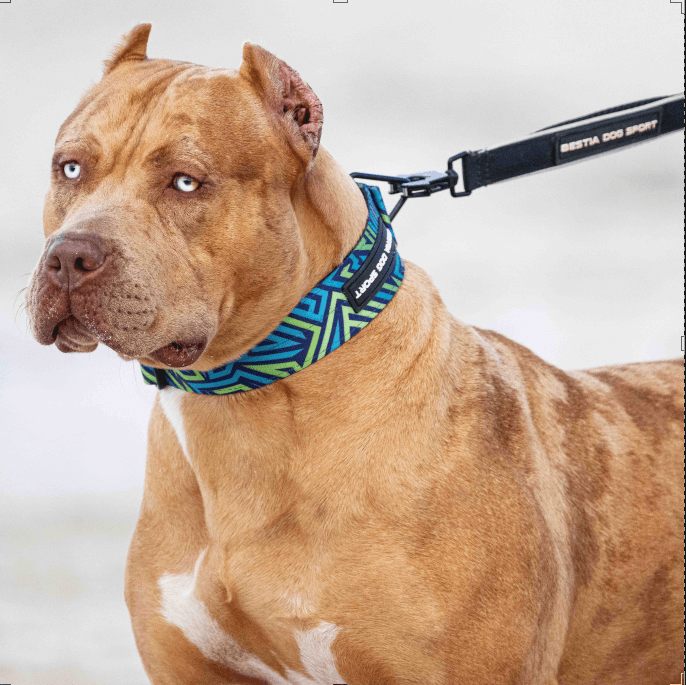 Bestia Dog Sport GripPro Print Collar - Blue&Green-3