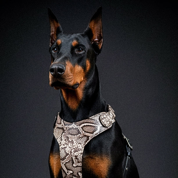 The ''Rock Python'' harness-1