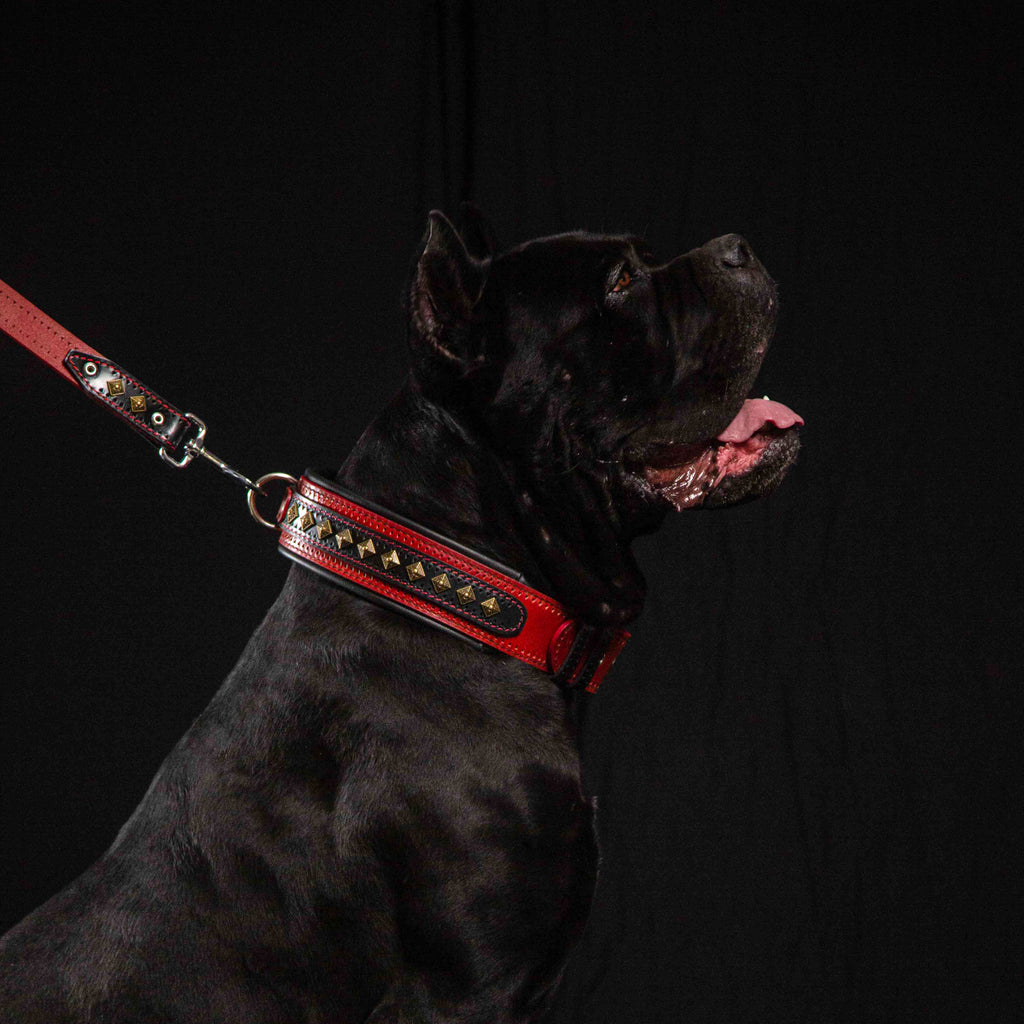 The "Balteus" red collar-2