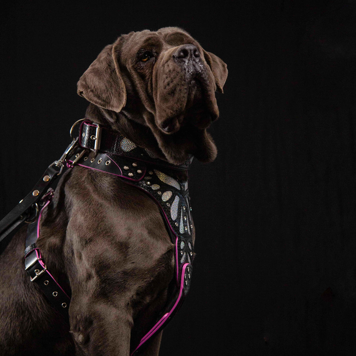 The ''Ariel'' collar-4