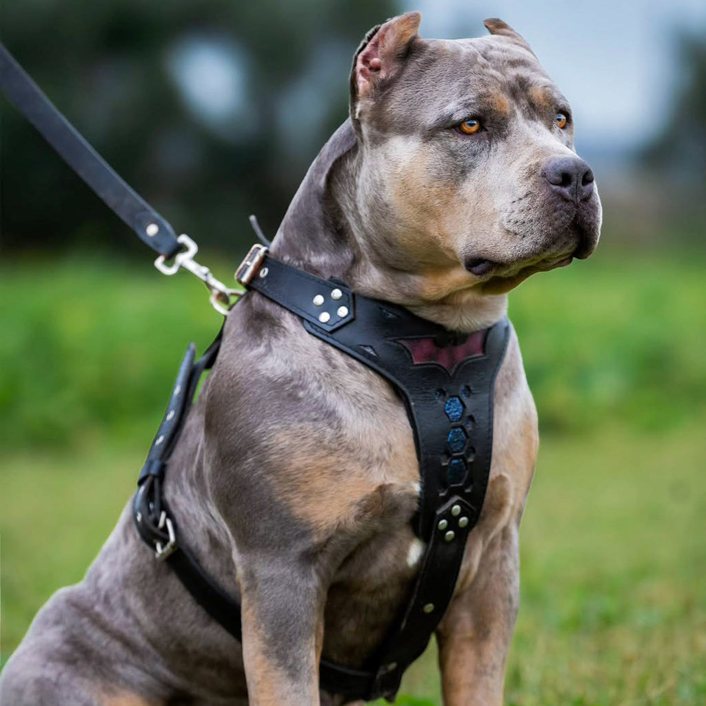 BATDOG harness Medium Size-1