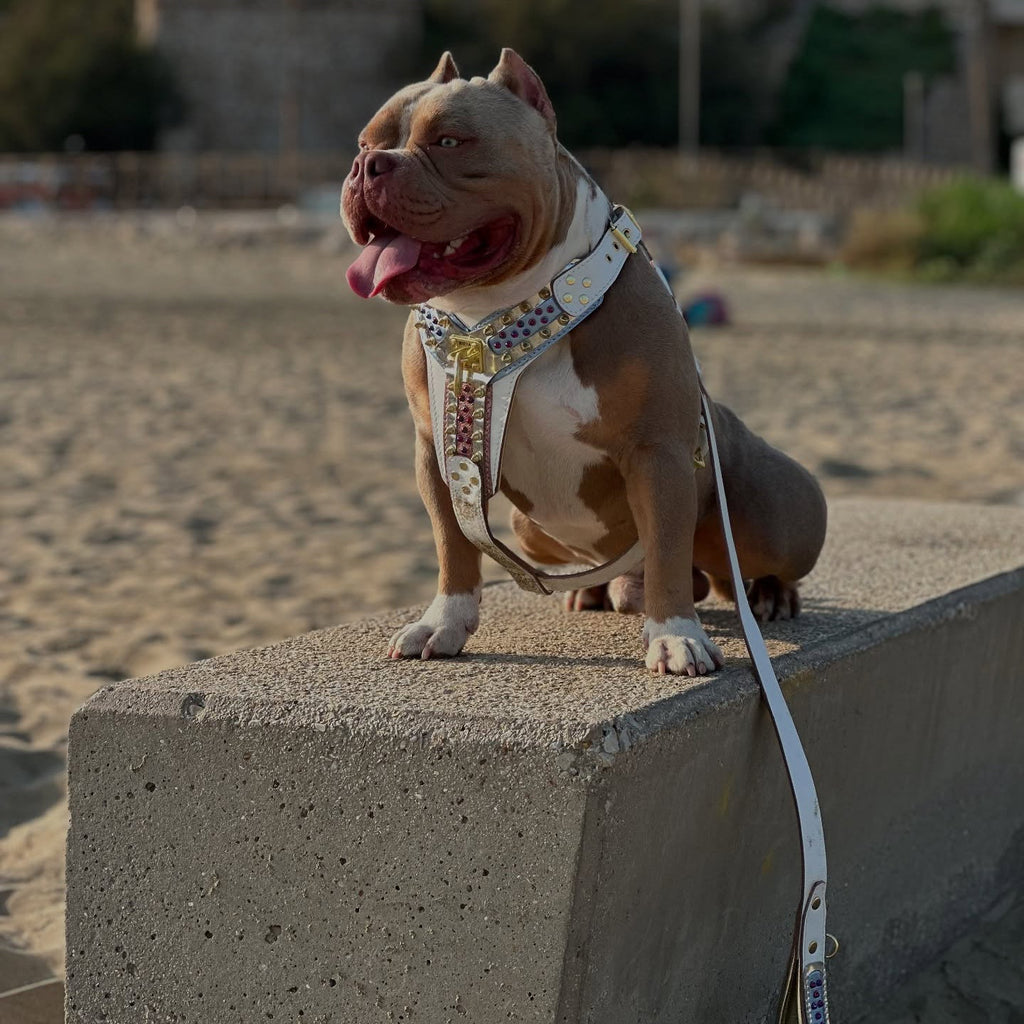 THE CANDY Harness-2