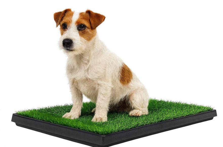 LEOPET Toilette con erba sintetica