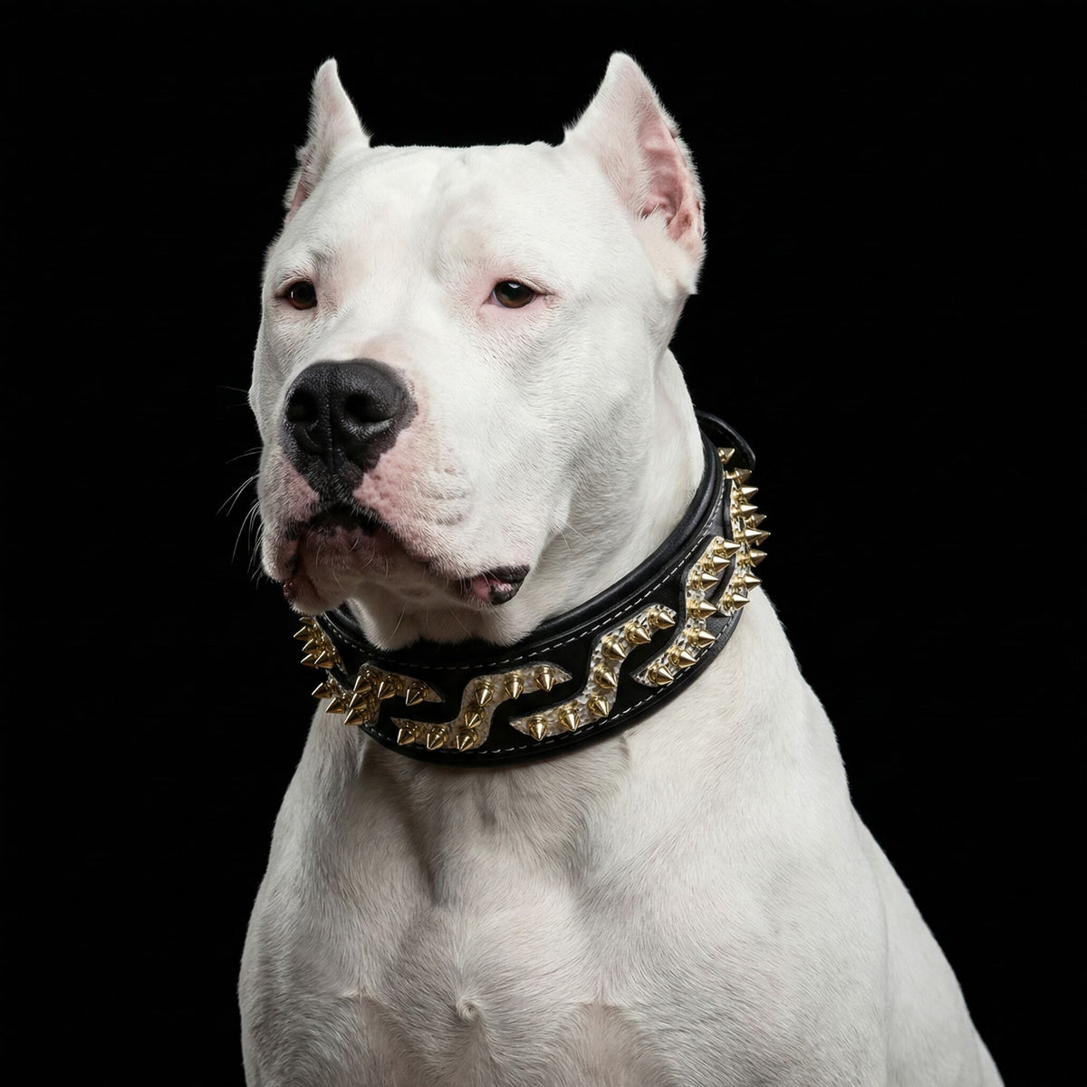 The ''Platinum'' collar-3