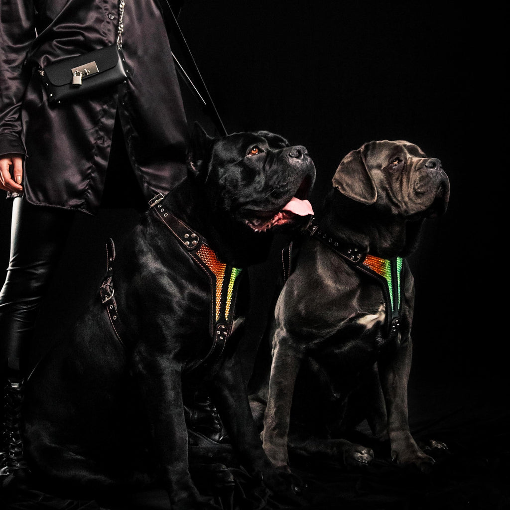 The ''D`Albertis'' harness LIMITED-3