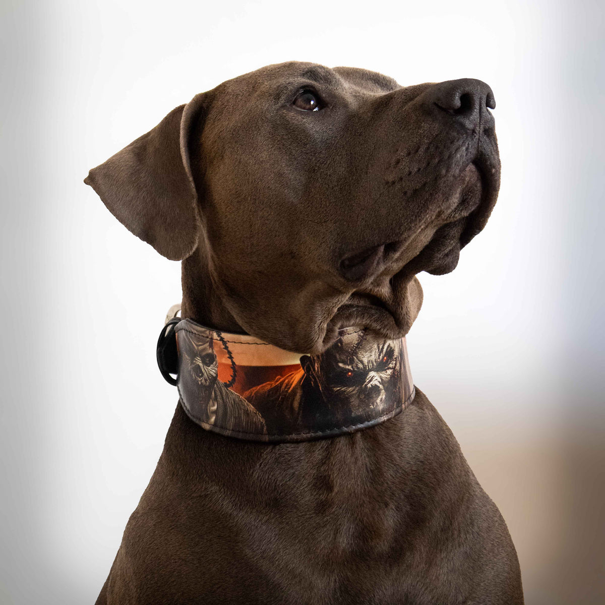 The Scare Collar Limited-2