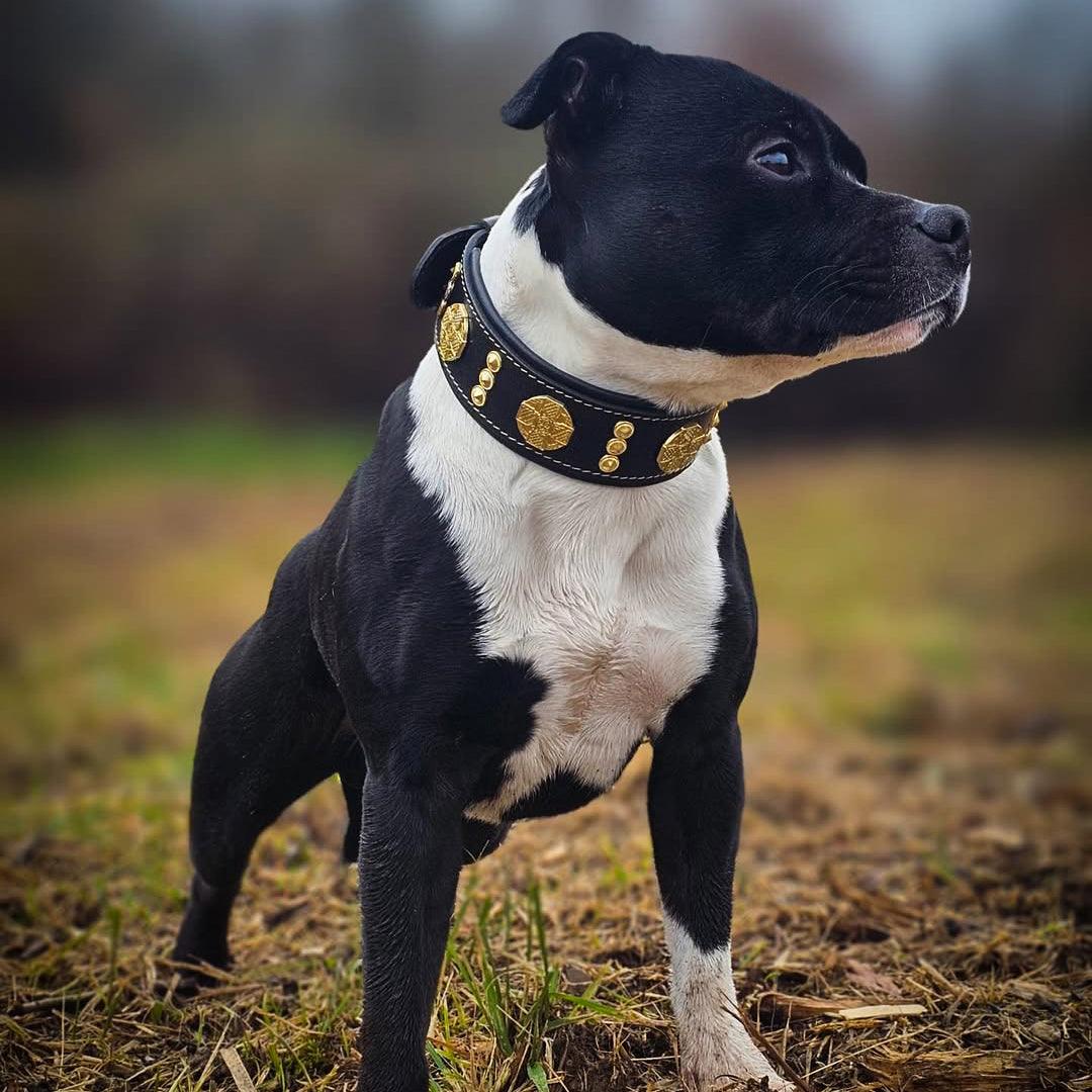 The "Maximus" collar 2 inch wide gold decoration-4