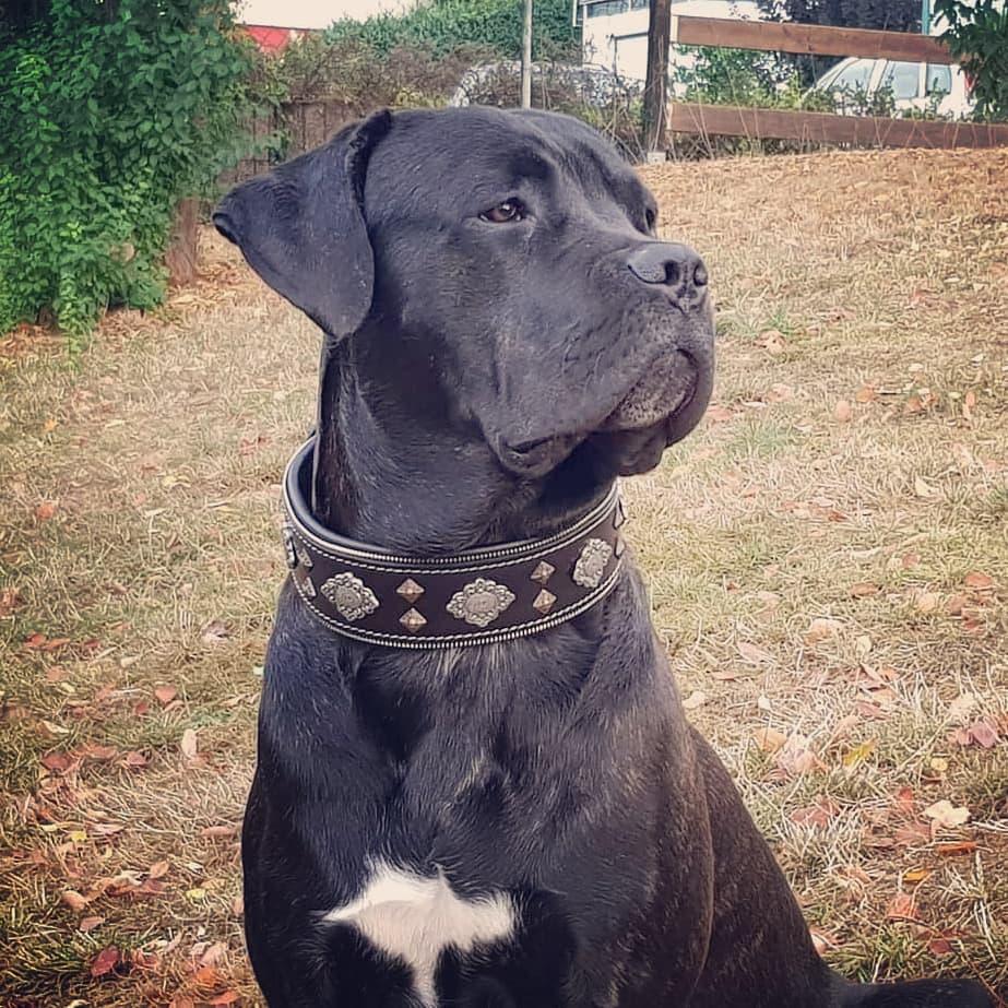 "Aztec" black dog collar-2