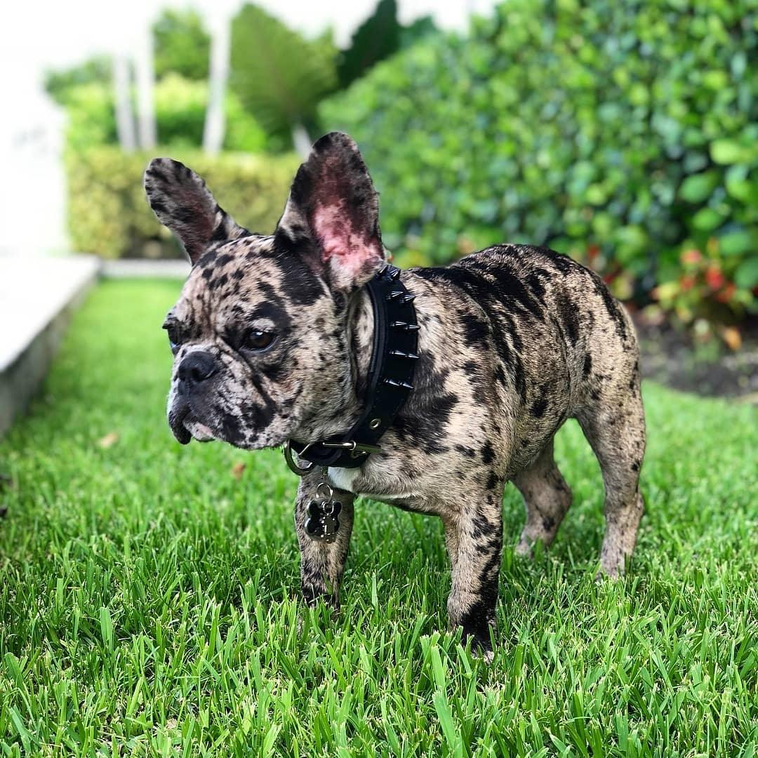 BLACK "Frenchie" collar-2