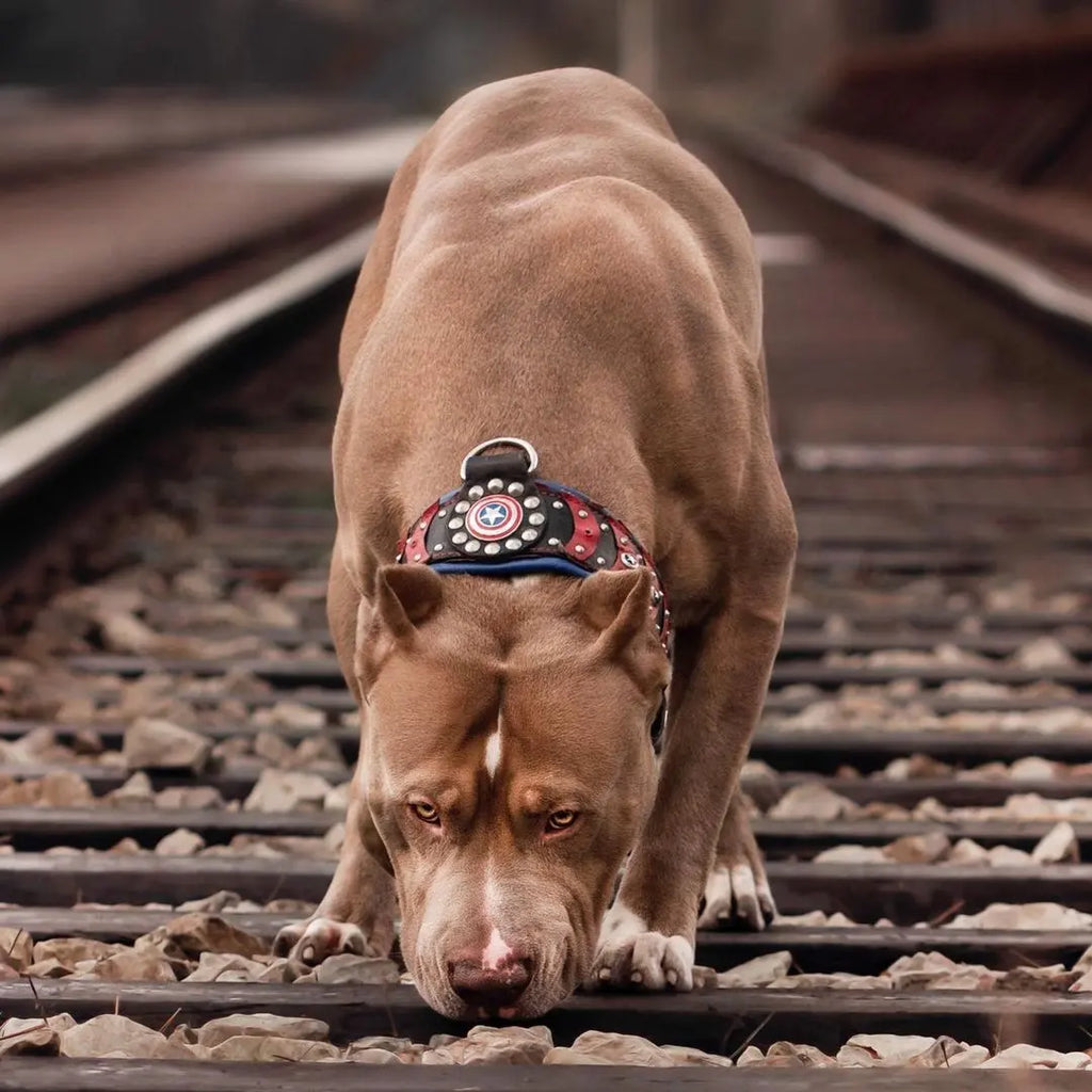 ''Captain A'' Collar-3