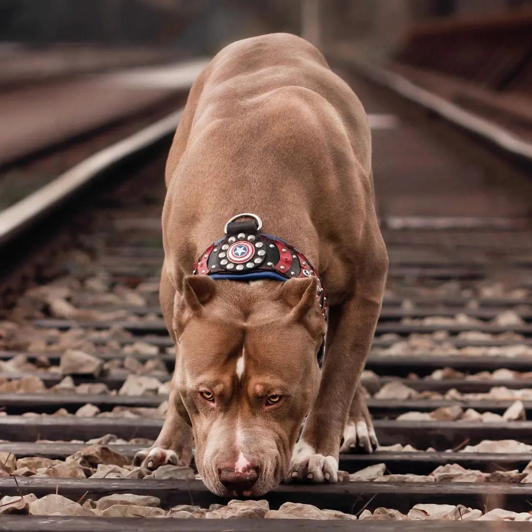 ''Captain A'' Collar-3