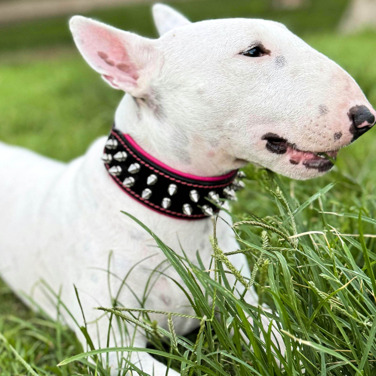 "Frenchie" Set- collar & leash. Pink-1