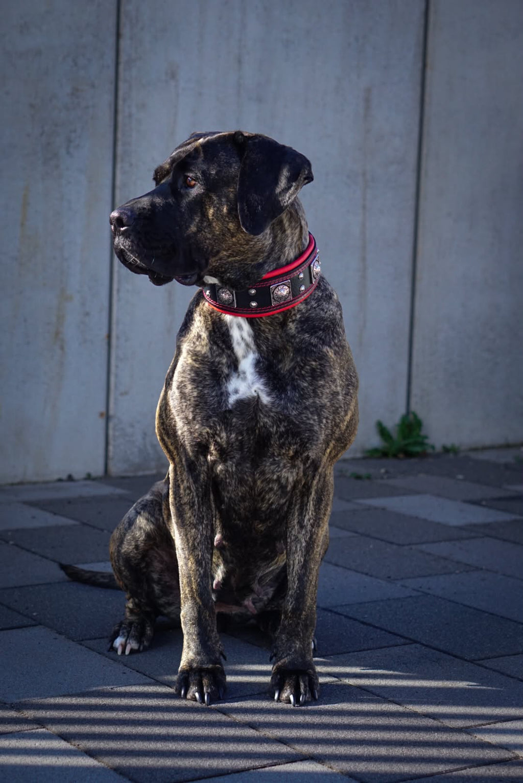 The "Eros" collar 2.5 inch wide black & red-4