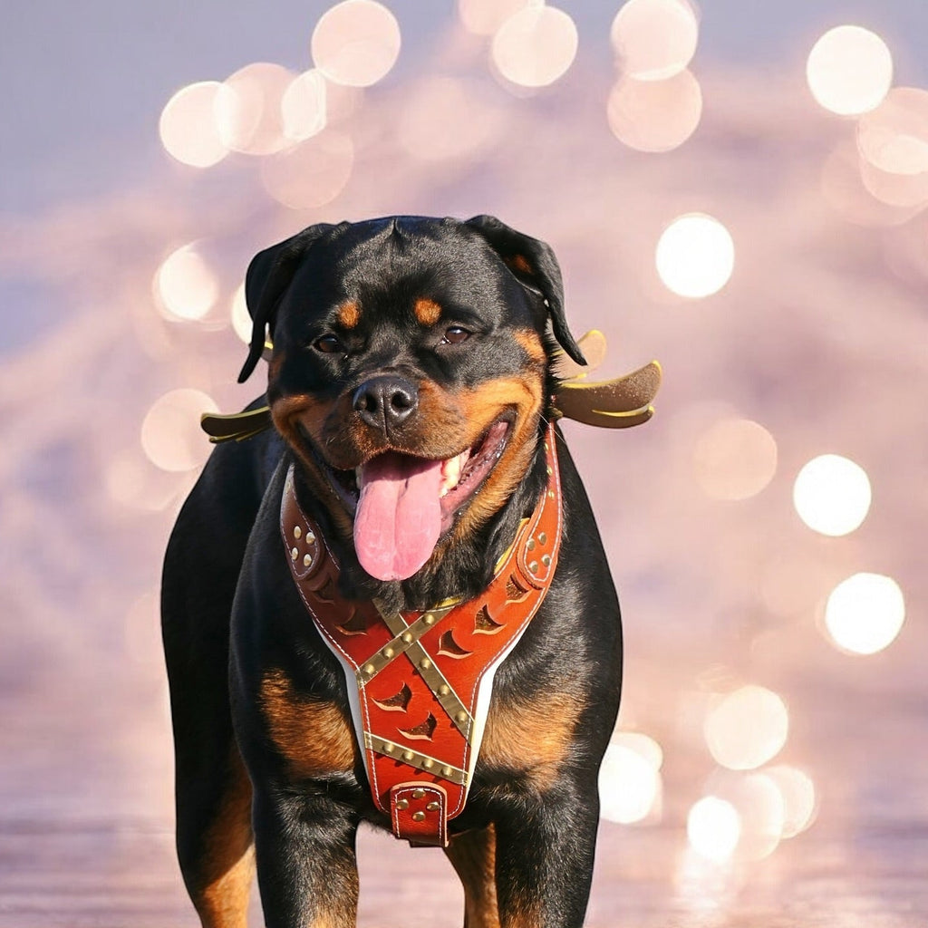 The "Hermes" leather harness -  Large and Giant Breeds-2