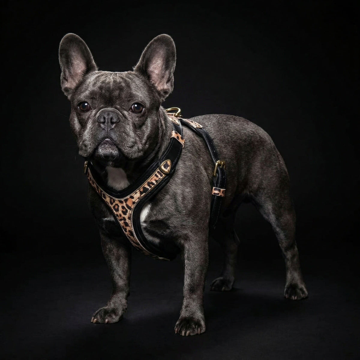 The Leopard Harness Small to Medium Size-3
