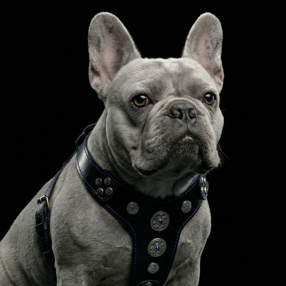 The ''Bijou'' harness Black & Blue Small to Medium Size-2