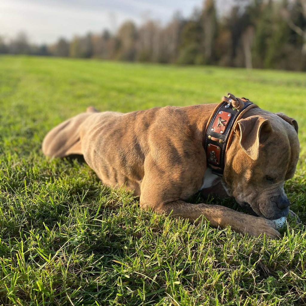 The "Hunter" collar-2