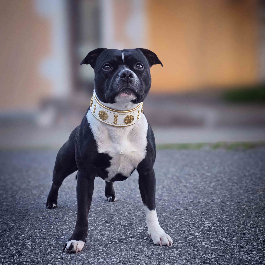 The "Maximus" collar 2 inch wide white & gold-1