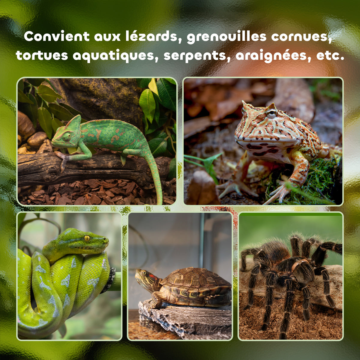 Boîte à reptiles boîte d'élevage de reptiles habitat de terrarium transparent couvercle coulissant noir-6
