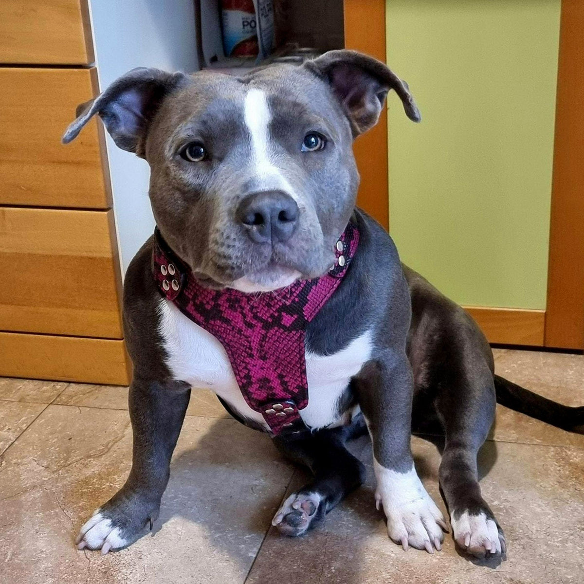 The ''Rock Python'' harness Small to Medium Size-1