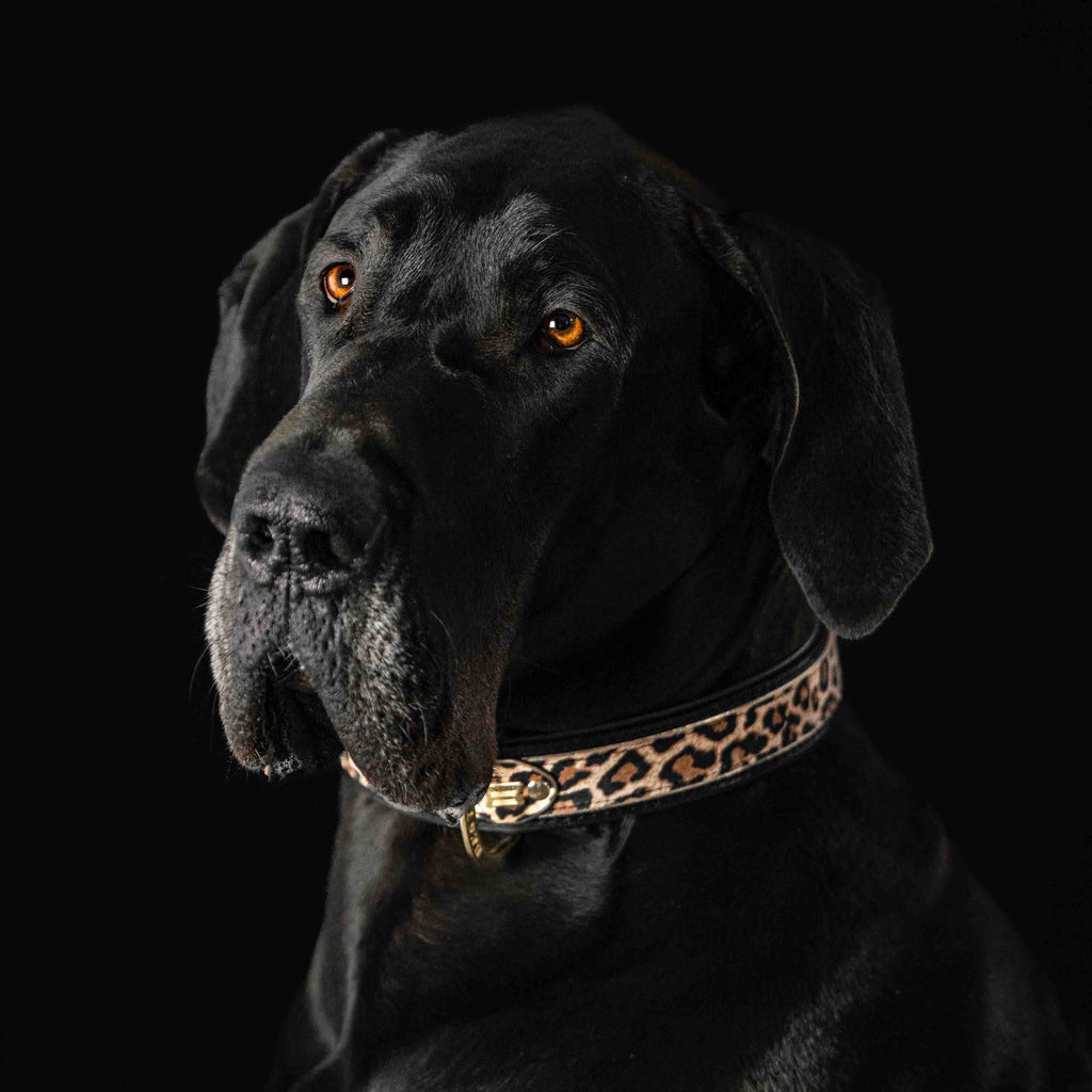 The Leopard Collar-2