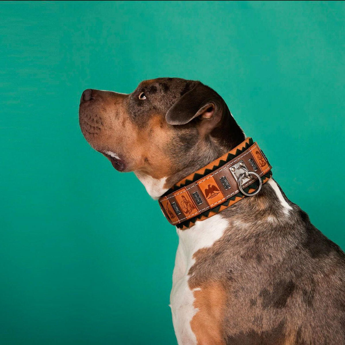 The ''SPQR'' Dog Collar-2