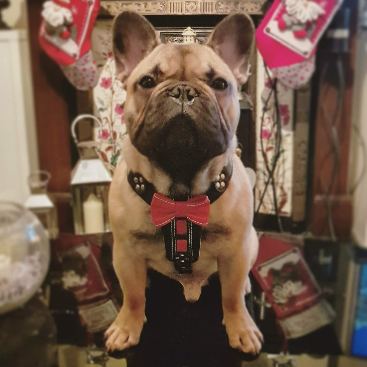 The "Bowtie" handmade leather harness black Small to Medium Size-2
