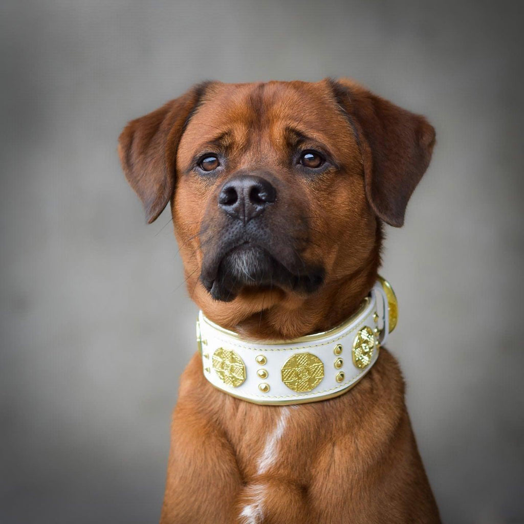 The “Maximus” Collar — White & Gold-2