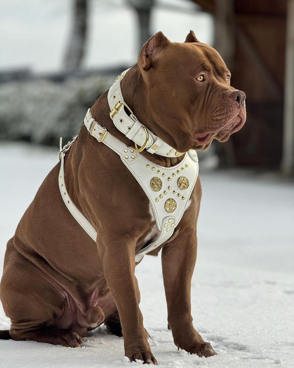 The “Maximus” Collar — White & Gold-3