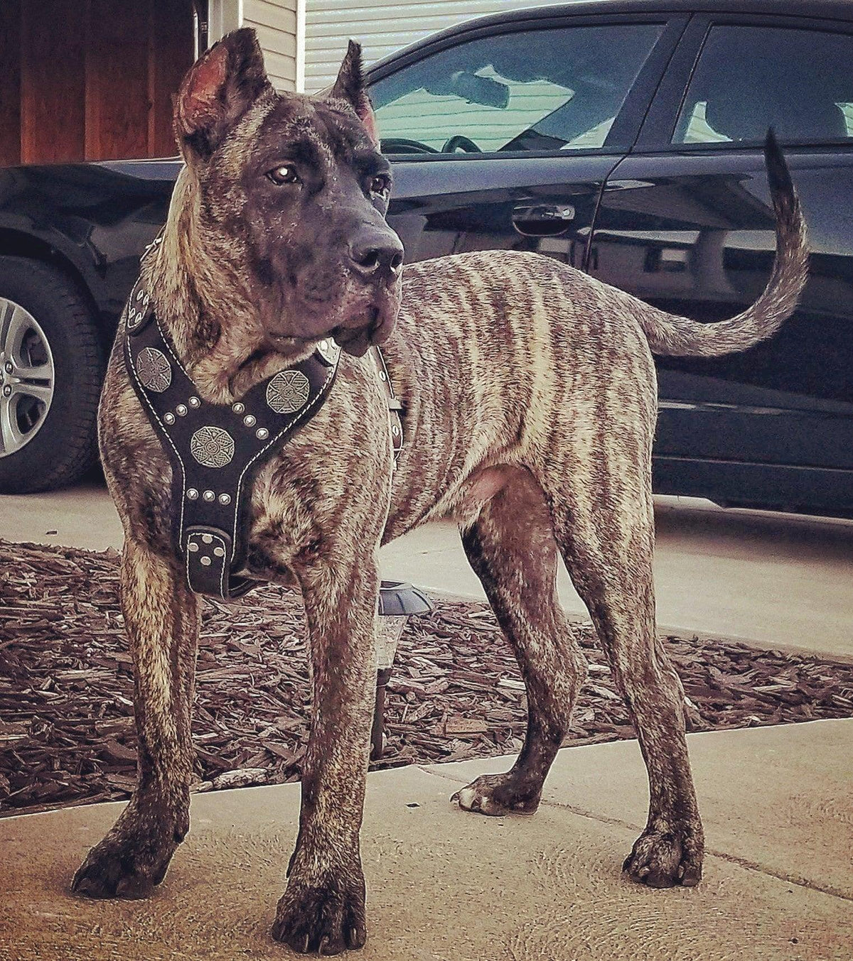 The "Maximus" silver harness-3