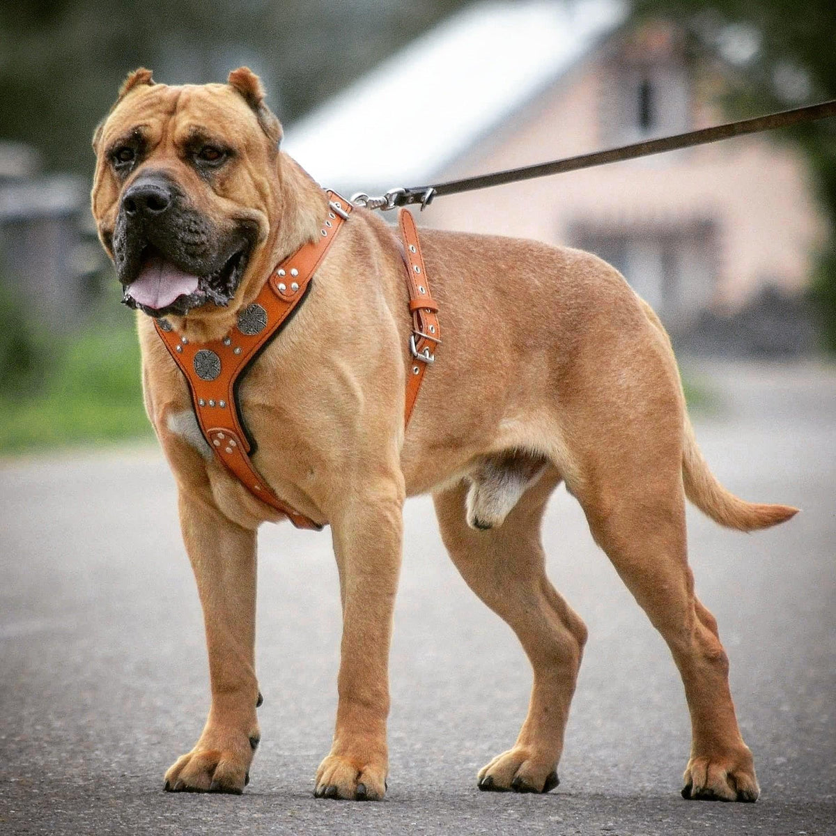 The "Maximus" silver harness-2