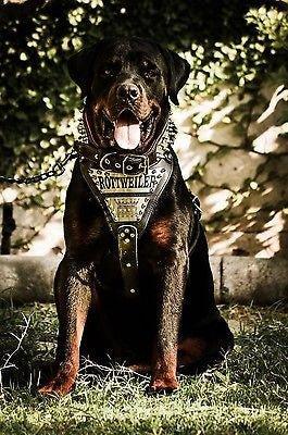 The "Metal" harness- Personalized!-2