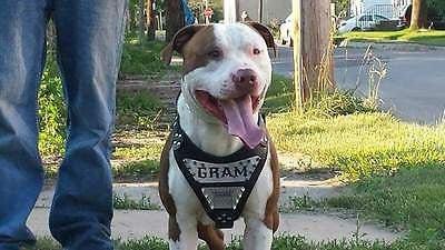 The "Metal" harness- Personalized!-1