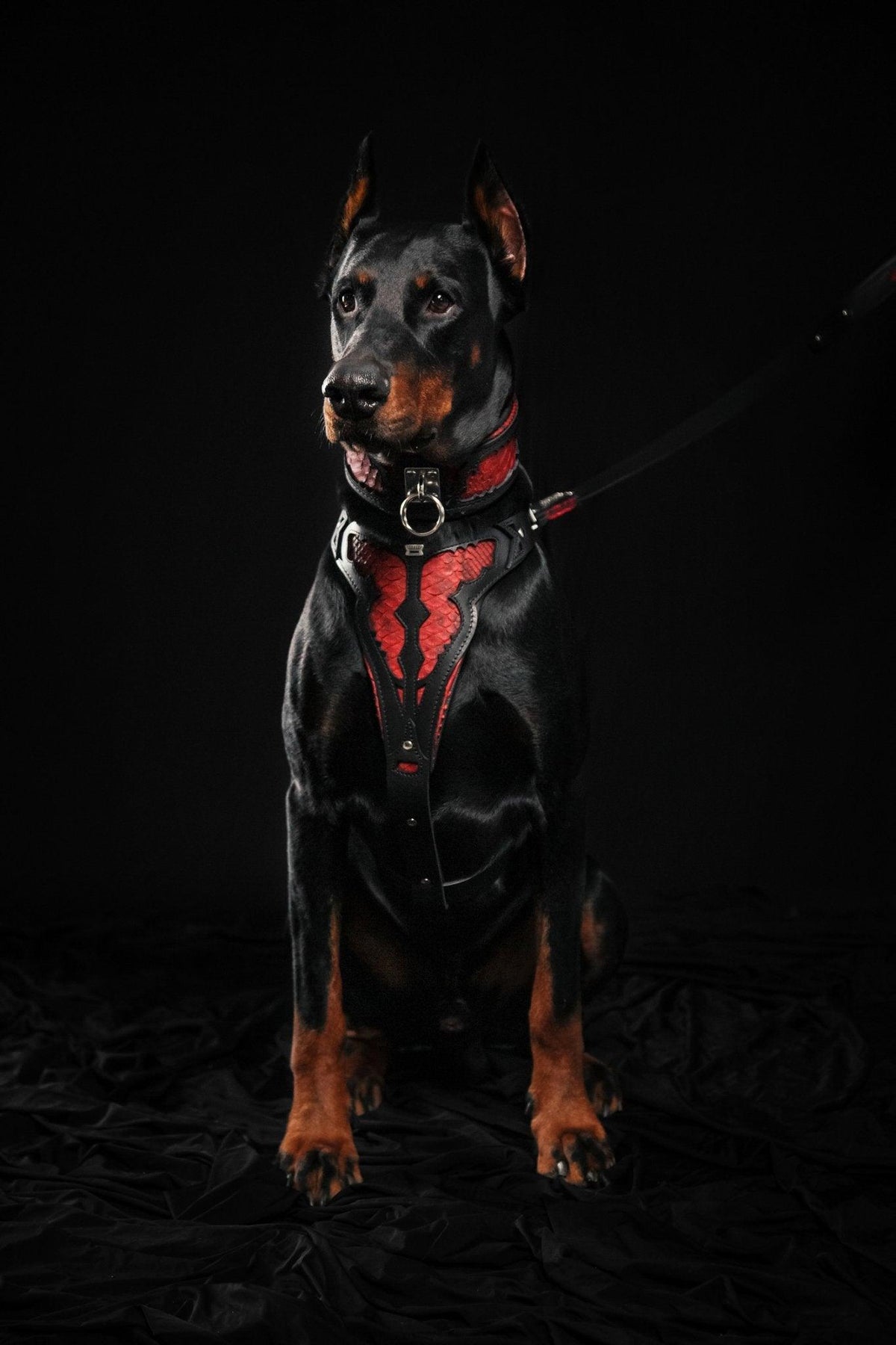 The ''Red Dragon'' collar-3