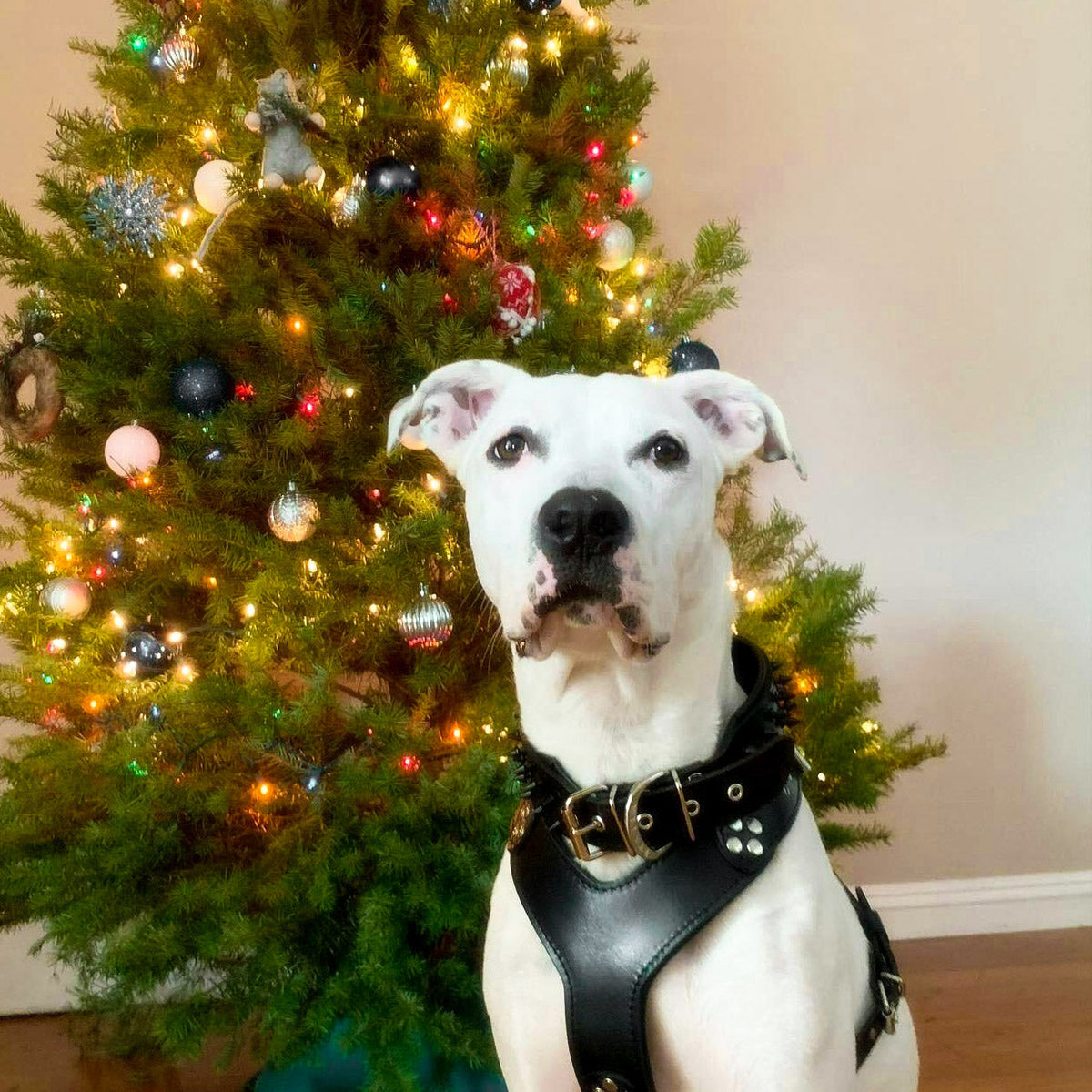 The ''Style'' harness Black Small to Medium Size-1