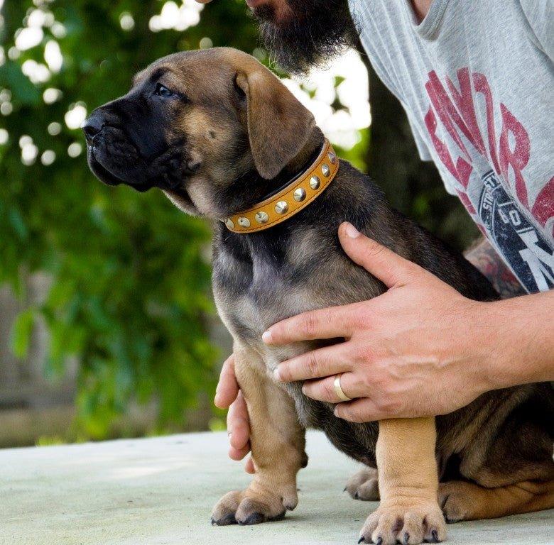 The "Superstar" puppy dog collar-2